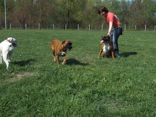 BOKSER PIKNIK, Sneberje-22.4.07 - foto povečava