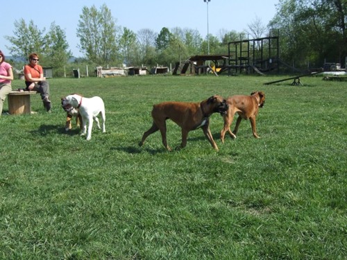 BOKSER PIKNIK, Sneberje-22.4.07 - foto povečava