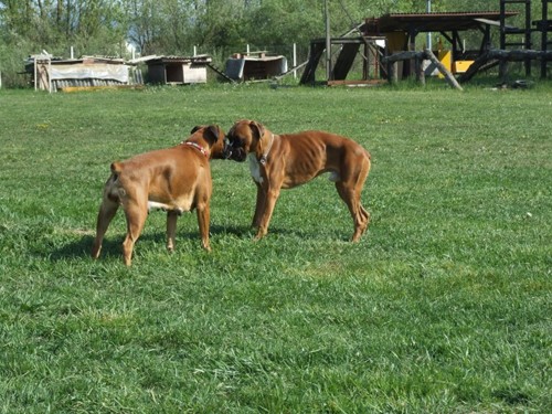 BOKSER PIKNIK, Sneberje-22.4.07 - foto povečava