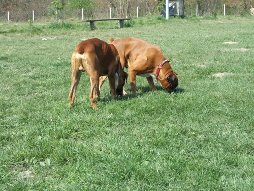 BOKSER PIKNIK, Sneberje-22.4.07 - foto povečava