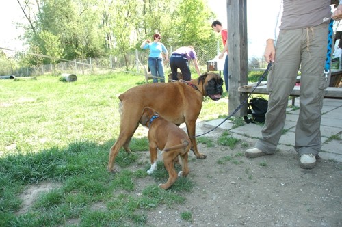 BOKSER PIKNIK, Sneberje-22.4.07 - foto povečava