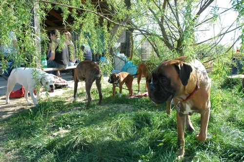 BOKSER PIKNIK, Sneberje-22.4.07 - foto povečava