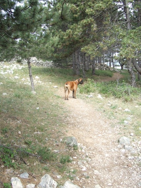 BAŠKA, 27.4. - 3.5.2007 - foto povečava