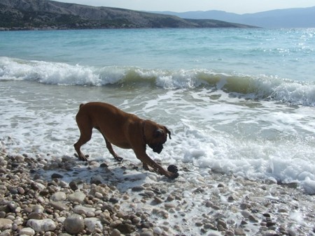 BAŠKA, 27.4. - 3.5.2007 - foto povečava