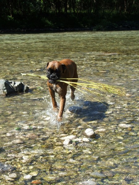 Savinjska, 15.7.2007 - foto povečava