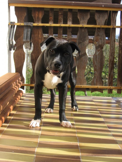 Pitbull spike - foto