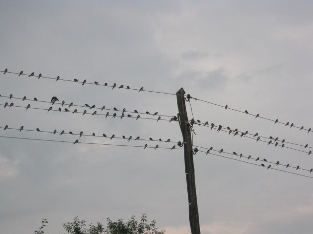 Ko se ptički selijo.... - foto