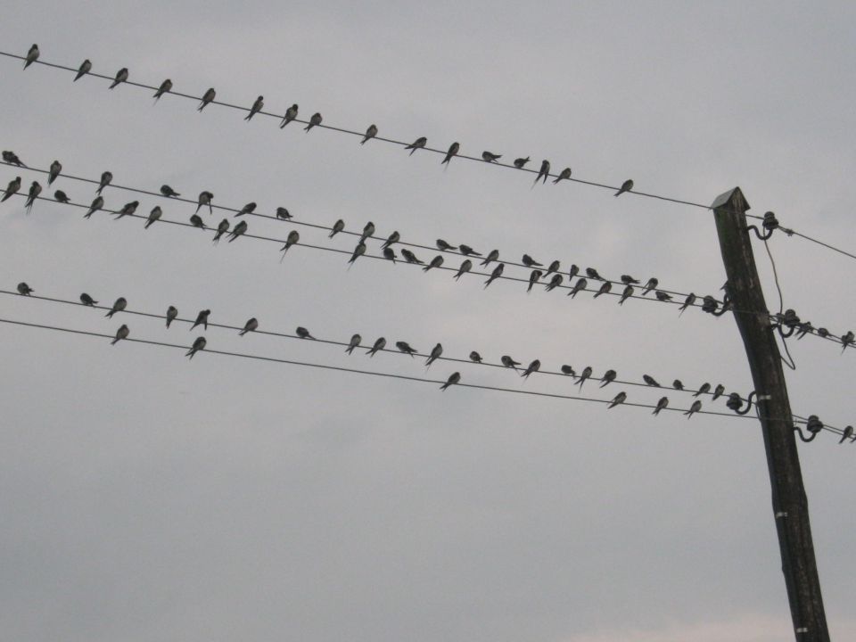 Ko se ptički selijo.... - foto povečava