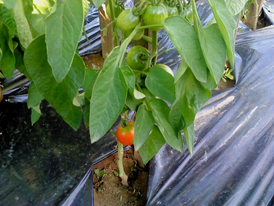 Folija za papriko in paradižnik - foto povečava