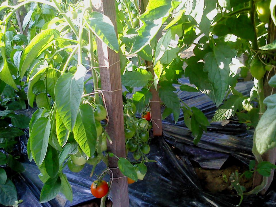 Folija za papriko in paradižnik - foto povečava