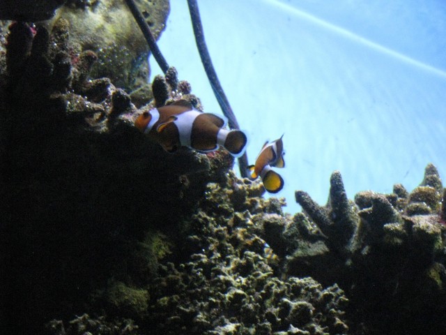 Akvarij barcelona - foto