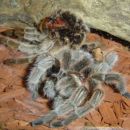 GRAMMOSTOLA CALA