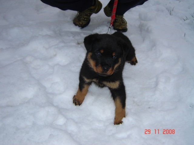 Rottweiler - foto