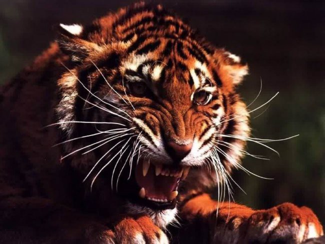 Tigri,levi,gepardi.... - foto povečava