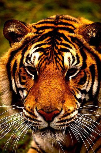 Tigri,levi,gepardi.... - foto