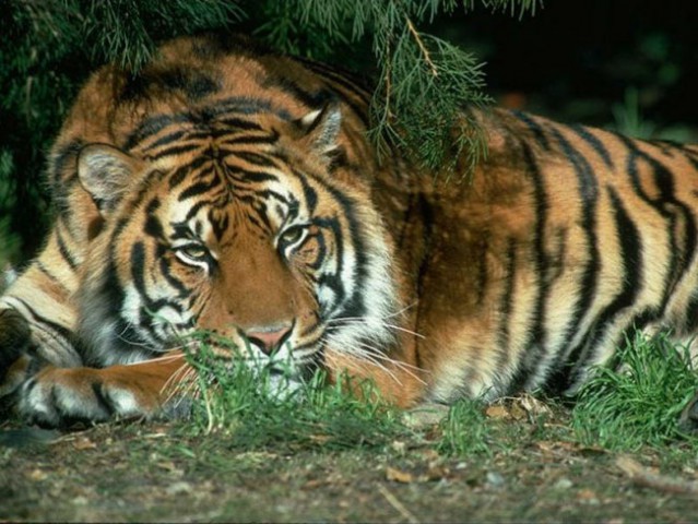 Tigri,levi,gepardi.... - foto