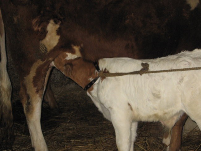 Prvomajske fotke (dopust na kmetiji) pri babi - foto povečava