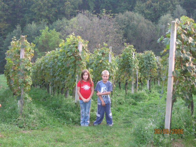 Videm pri Ptuju-Po trgatvi - foto povečava