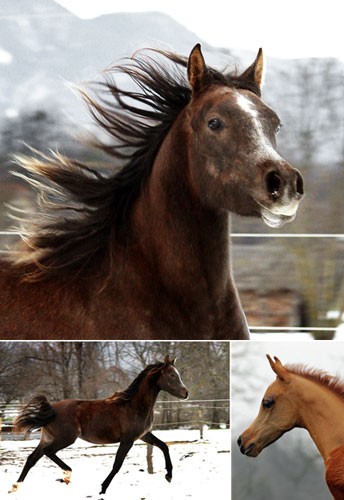 Konji - foto povečava