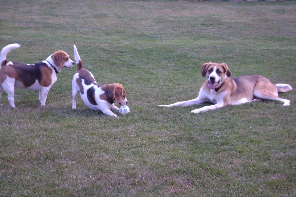 Jimmy, Pupa, Kale in Sana - foto povečava