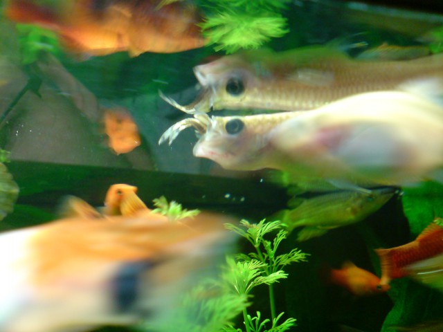 Akvarij2009 - foto