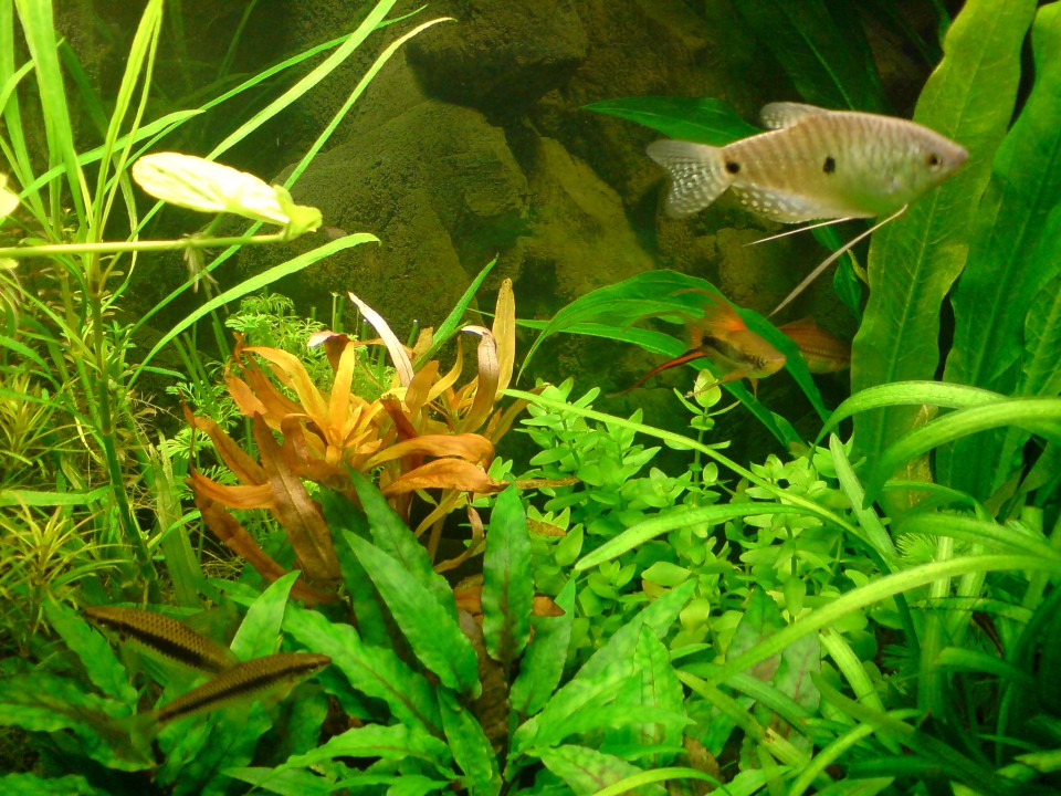 Akvarij2009 - foto povečava