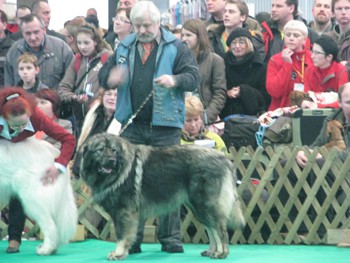 17.01.2009 CACIB Ljubljana
Clayd 