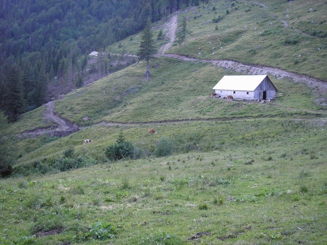 živali - foto povečava