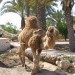 kamela pri vleki vode iz vodnjaka