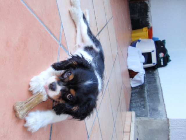 Rocco zganja - foto