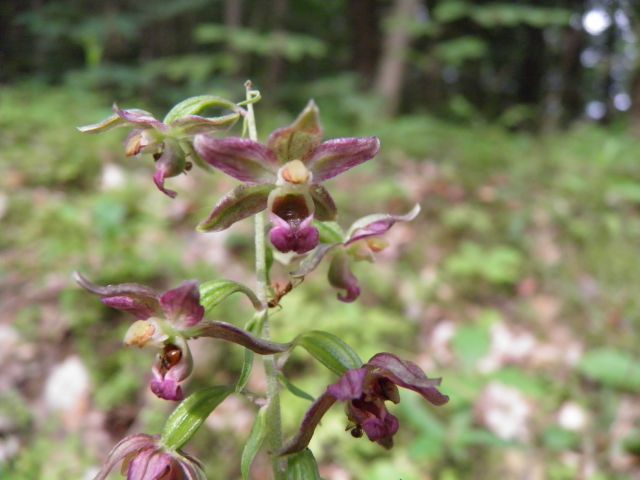 Močvirnice (Epipactis) - foto