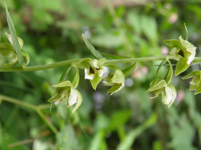 Močvirnice (Epipactis) - foto