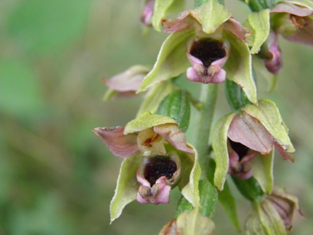 Močvirnice (Epipactis) - foto