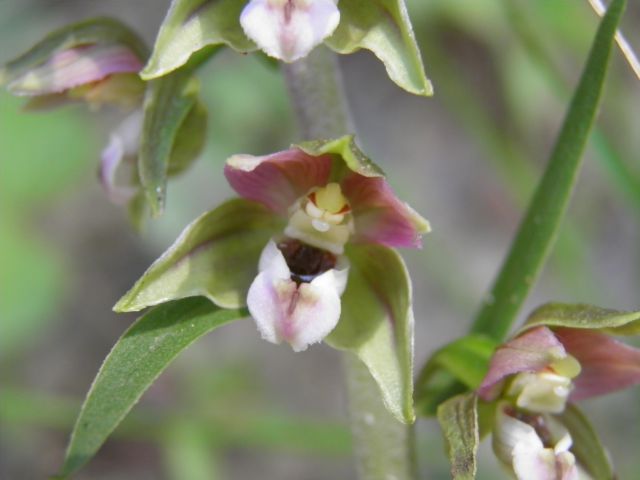 Močvirnice (Epipactis) - foto