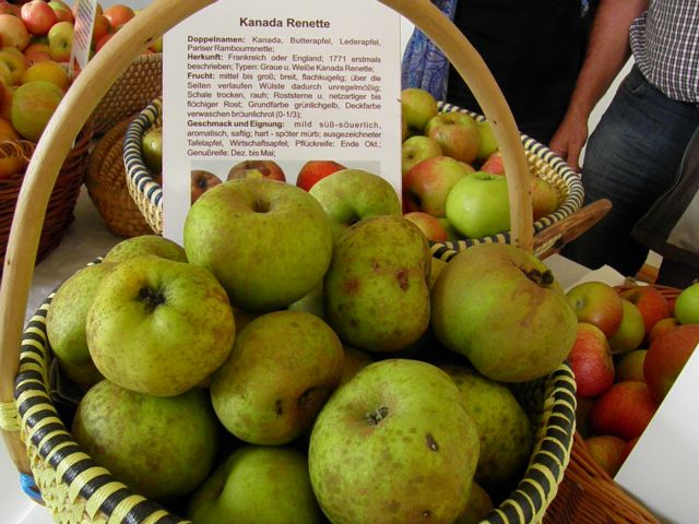 Starinske sorte jabolk in hrušk (1. del) - foto