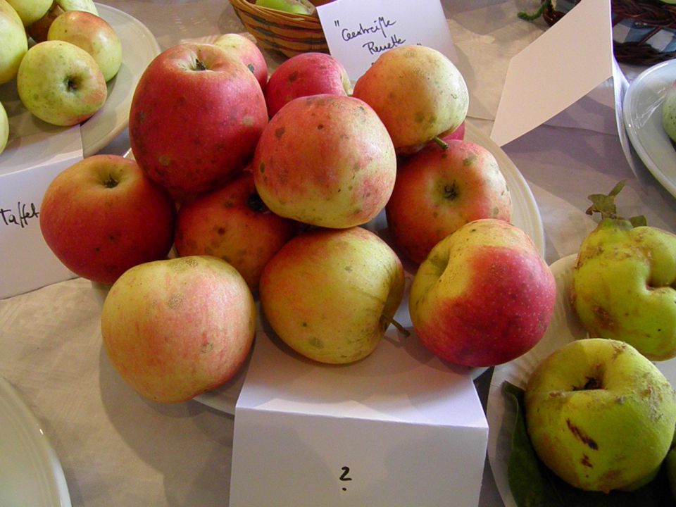 Starinske sorte jabolk in hrušk (1. del) - foto povečava