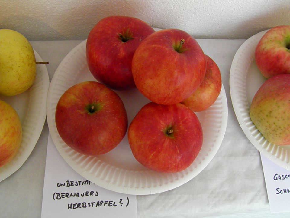 Starinske sorte jabolk in hrušk (2. del) - foto povečava