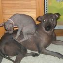 Perujski goli pes, mladički naprodaj
041 629 662

ubogi očka :-)