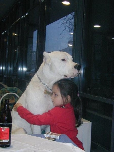 Dogo Argentino - foto povečava