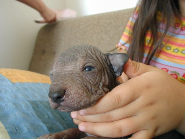 Perujski goli pes, mladički naprodaj: 031 855 002 in 041 629 662