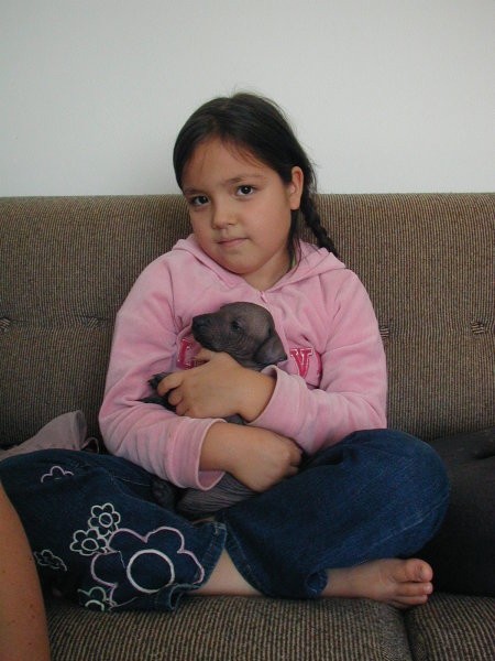 Perujski goli pes, mladički naprodaj: 031 855 002 in 041 629 662