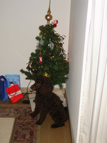 Čuvam jelko/ Ich bewache den Tannenbaum