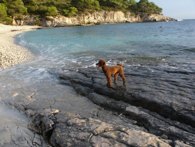 Na morju na Visu-avgust2006/Am Meer auf dem I - foto