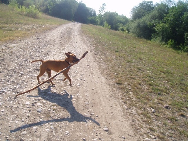 Najsrečnejši pes na svetu...tnx gasho