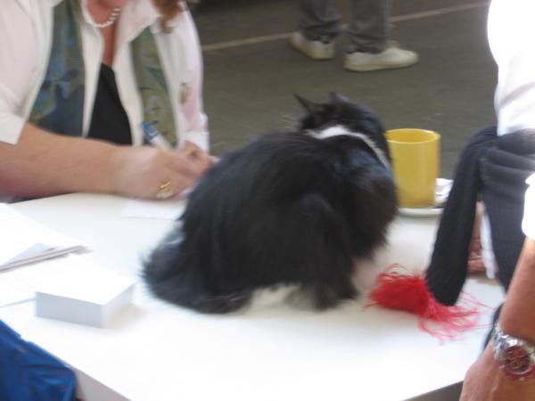 Črno-bela norveška gozdna mačka na sodničini mizi. Tu se pokaže razstavni karakter mačk.