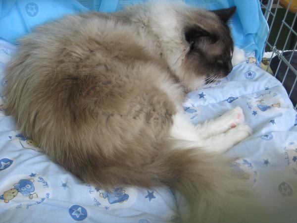 Ragdoll iz mačkarne Ragdolls Divine. Najbrž Vincent.