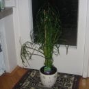 Končno tudi pri nas doma - težko pričakovani Cyperus alterniofolius! Khm... še nedotaknjen