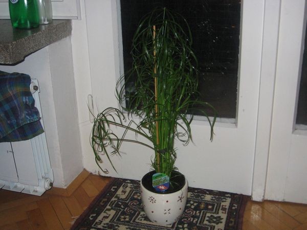Končno tudi pri nas doma - težko pričakovani Cyperus alterniofolius! Khm... še nedotaknjen