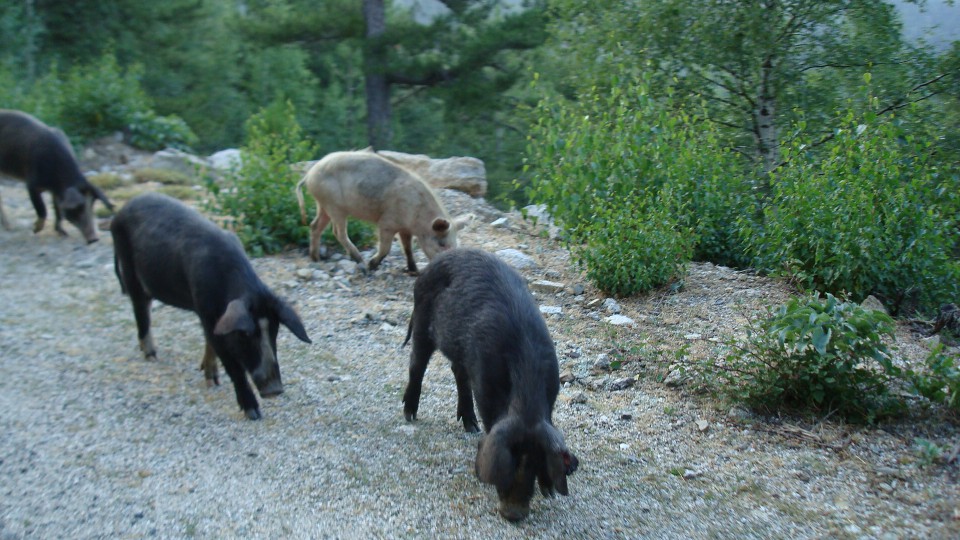 Korzika 2009 - foto povečava