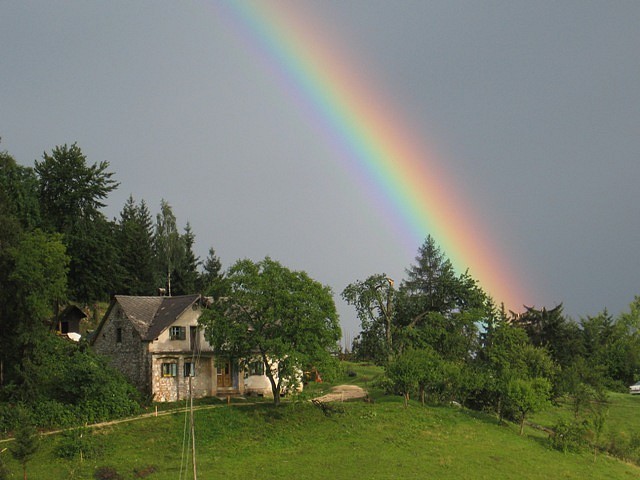 Črnivec, Gozd 14.7. 08 - foto povečava